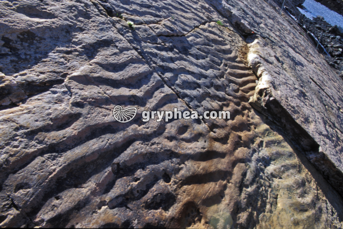 Ripple-marks fossiles Emosson - gryphea.org